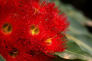 Eucalyptus Flower Natural Lace